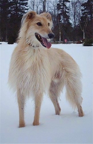 Deerhound Lurcher Puppies