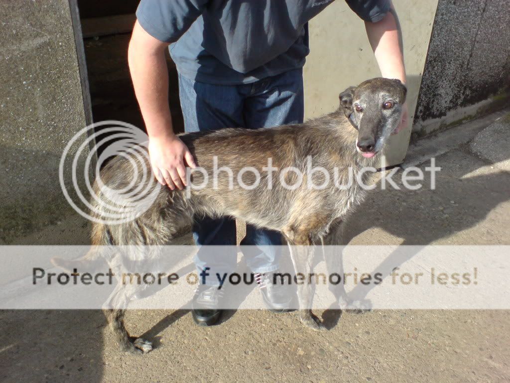 Deerhound Lurcher Puppies