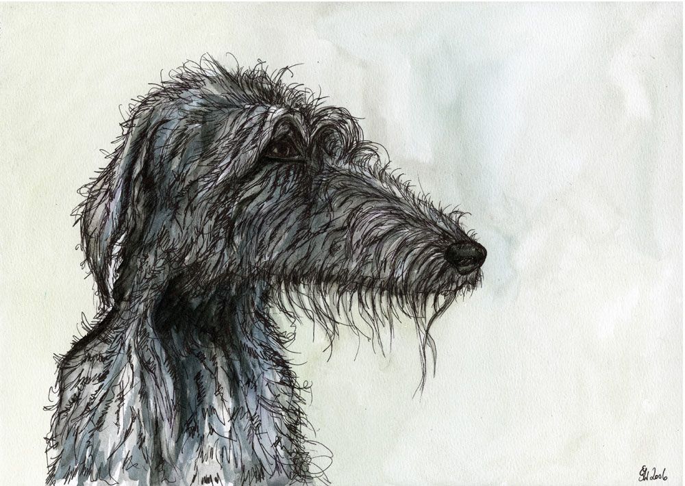 Deerhound Lurcher Rescue Uk