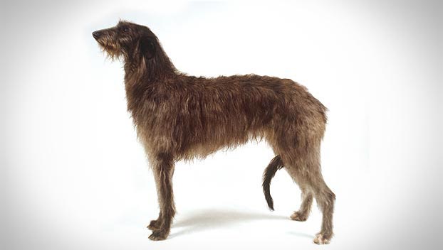 Deerhound Lurcher Rescue Uk