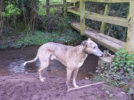 Deerhound Lurcher Temperament