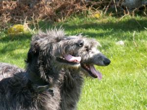 Deerhound Lurcher Temperament