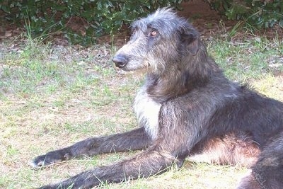 Deerhound Puppies For Sale Uk