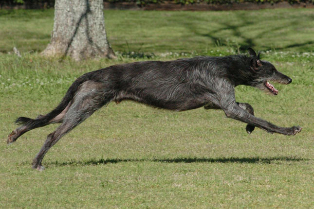 Deerhound Puppies Scotland