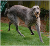 Deerhound Puppies Scotland