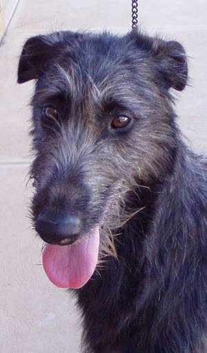 Deerhound Puppies Scotland