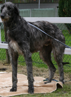 Deerhound Puppies Scotland