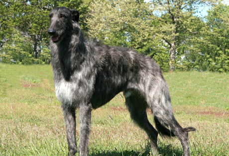 Deerhound Puppies Scotland