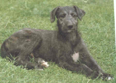 Deerhound Puppies Uk