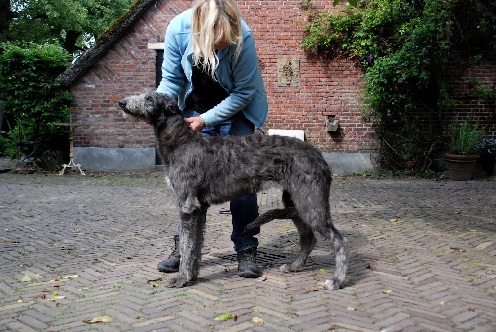 Deerhound Puppies Uk