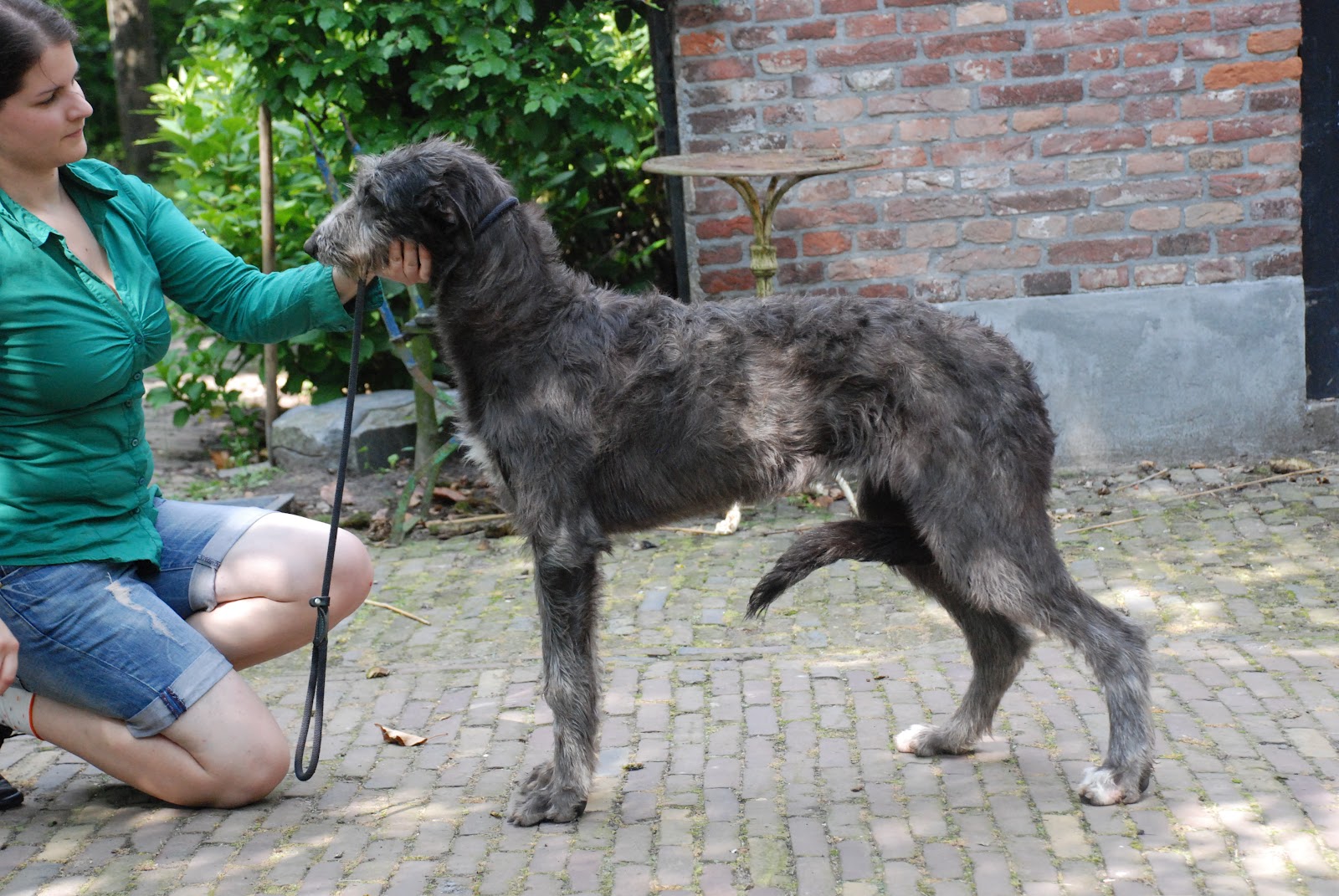 Deerhound Puppies Uk