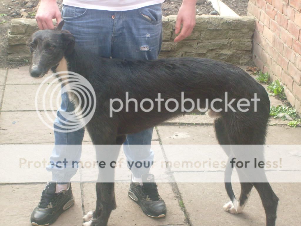 Deerhound X Greyhound For Sale