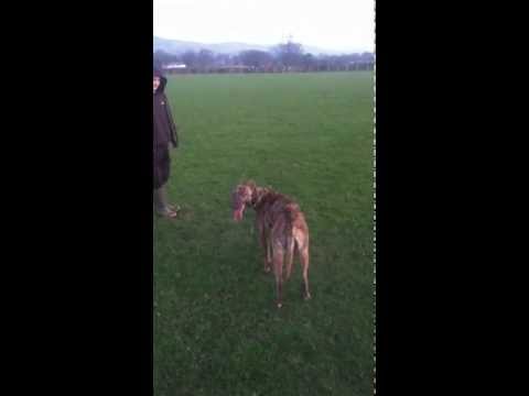 Deerhound X Greyhound Puppies