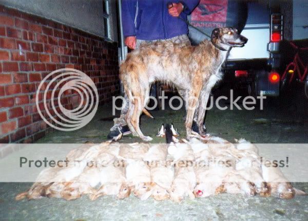 Deerhound X Greyhound Puppies