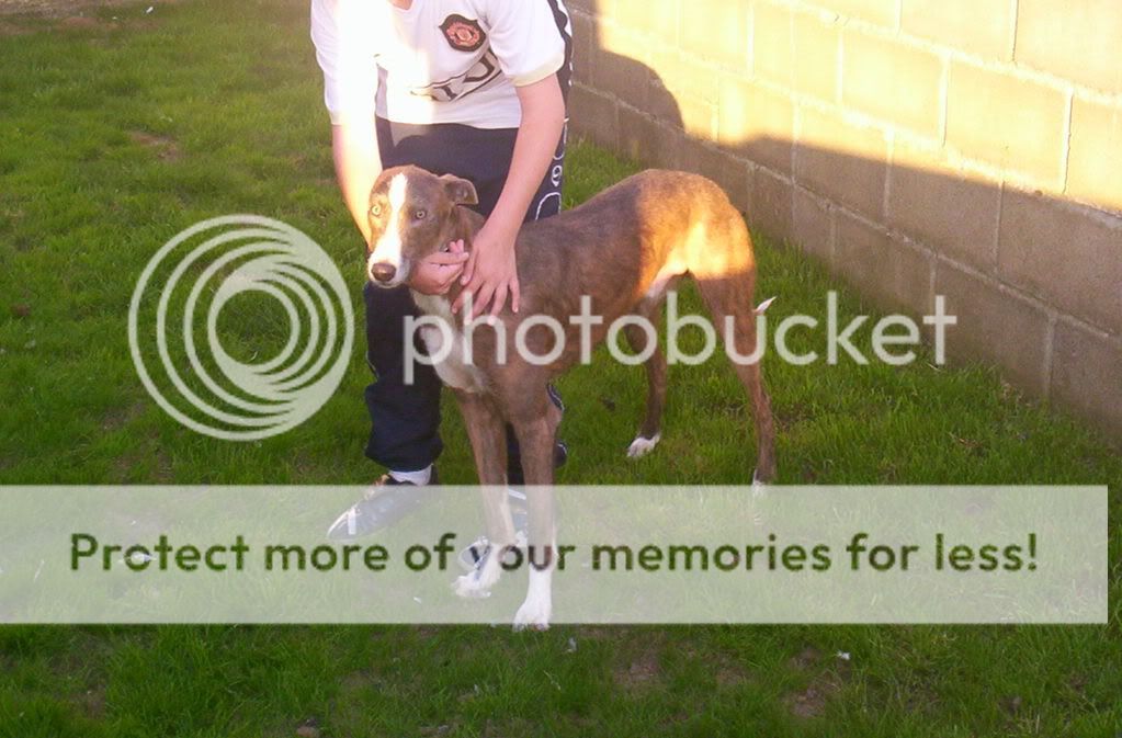 Deerhound X Greyhound Puppies