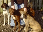 Deerhound X Greyhound Puppies