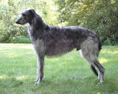 Deerhound X Greyhound Puppies