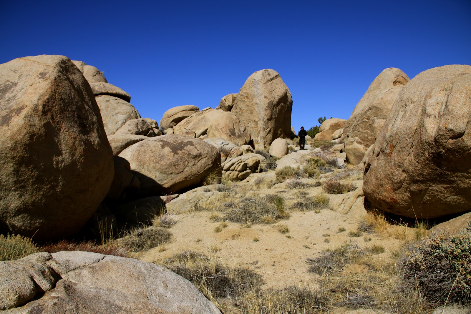 Desert Animals Pictures With Names