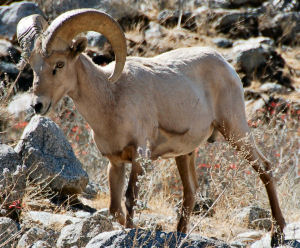 Desert Animals Pictures With Names