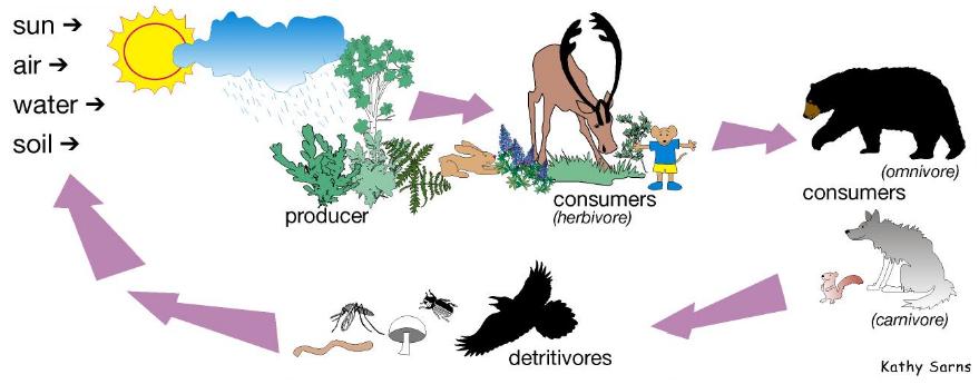 Desert Food Chain Diagram For Kids