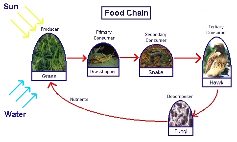 Desert Food Chain Diagram For Kids