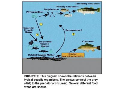 Desert Food Web Diagram For Kids