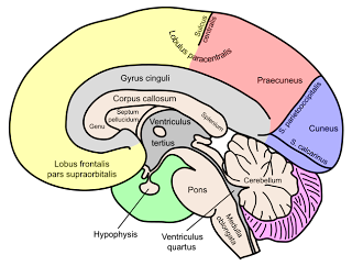 Detailed Brain Diagram Labeled