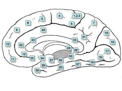 Detailed Brain Diagram Labeled