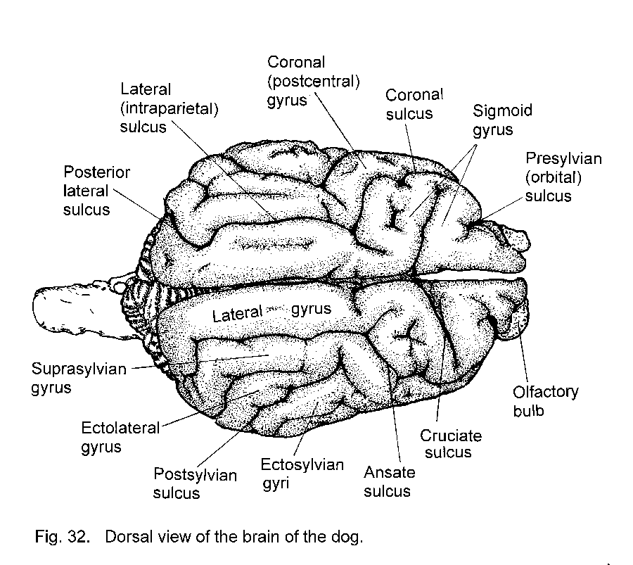 Detailed Brain Diagram Labeled