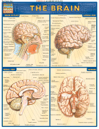 Detailed Brain Diagram Labeled