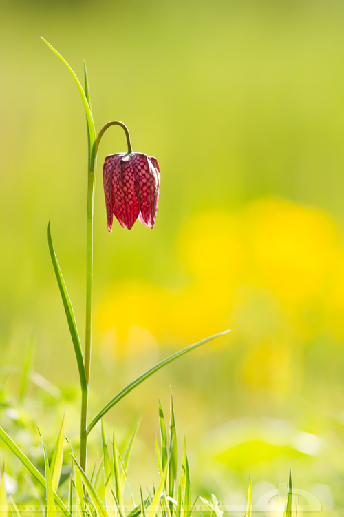 Deviantart Photography Flowers