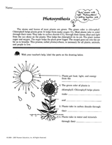 Diagram Of Photosynthesis For Kids