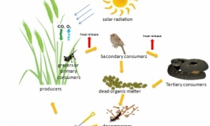 Difference Between Food Web And Food Chain