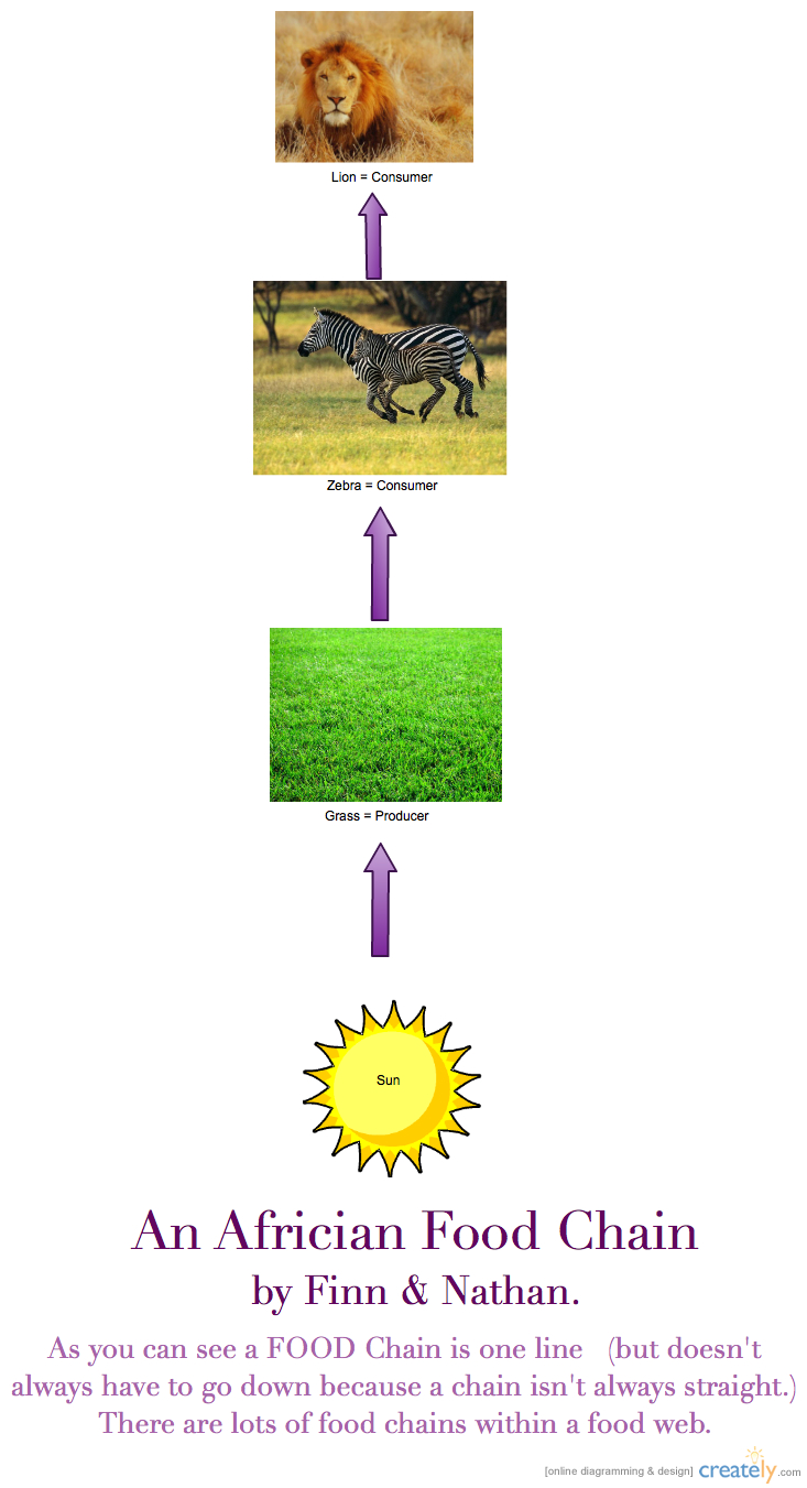 Difference Between Food Web And Food Chain