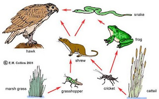 Difference Between Food Web And Food Chain