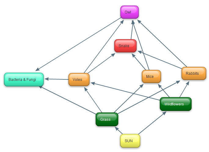 Difference Between Food Web And Food Chain