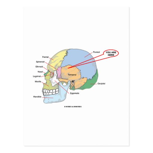 Different Regions Of The Brain