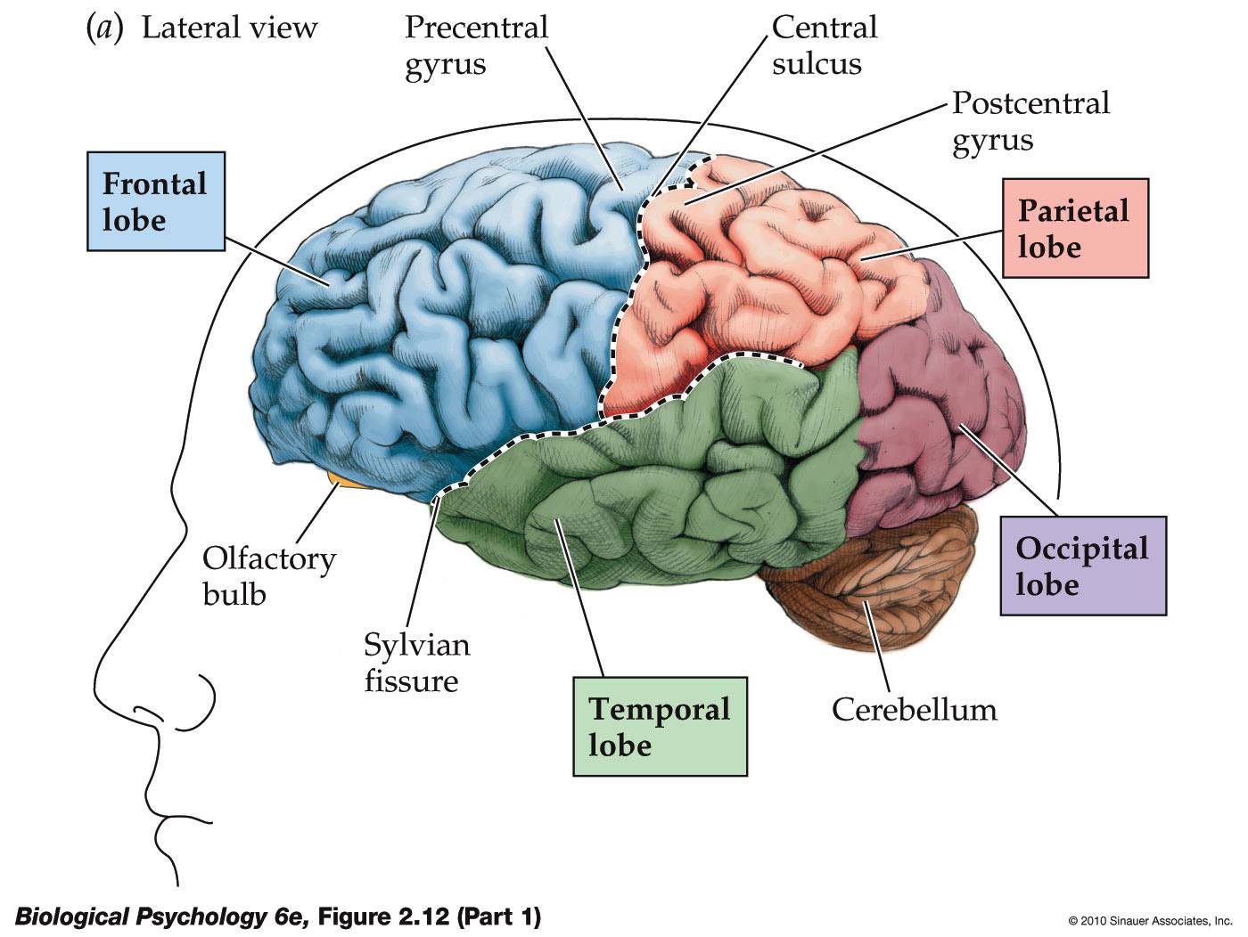 Different Regions Of The Brain