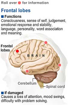 Different Regions Of The Brain