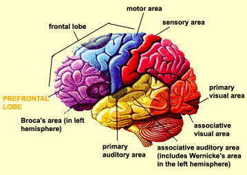 Different Regions Of The Brain