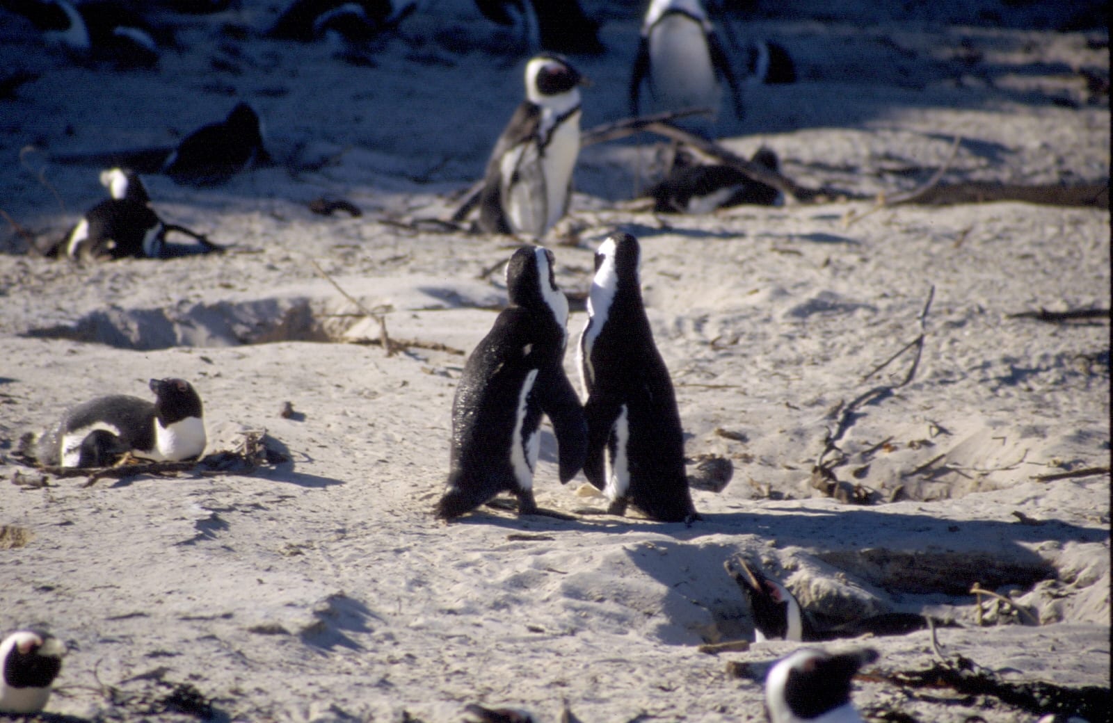 Discovery Channel Animals Mating