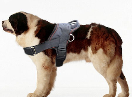 Dog Saint Bernard Pictures