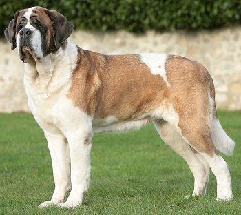 Dog Saint Bernard Pictures