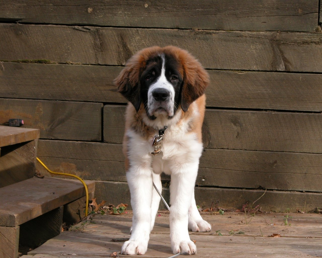 Dog Saint Bernard Pictures