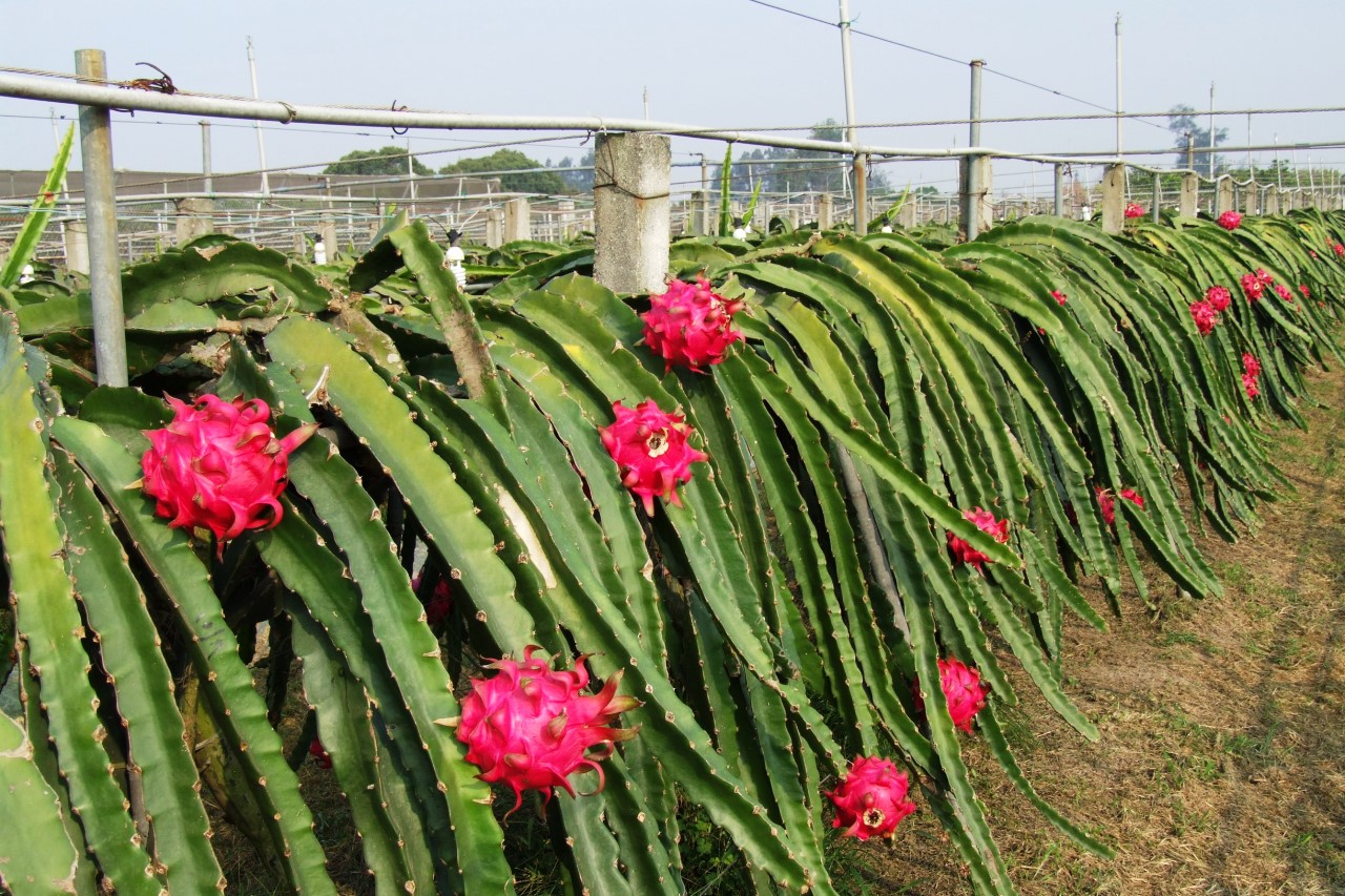 Dragon Fruit