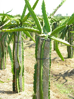 Dragon Fruit Cactus