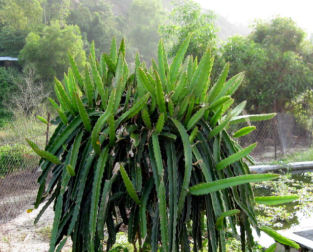 Dragon Fruit Cactus