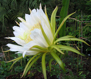 Dragon Fruit Cactus