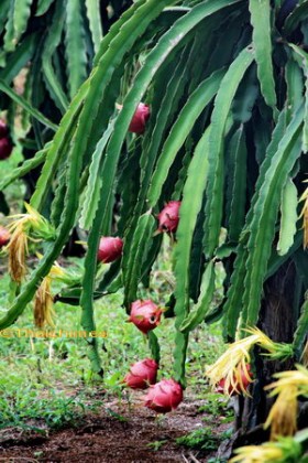 Dragon Fruit Cactus