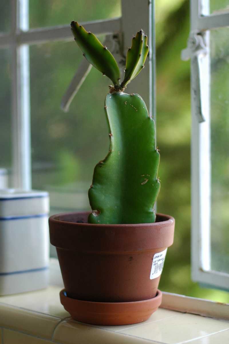 Dragon Fruit Cactus Care